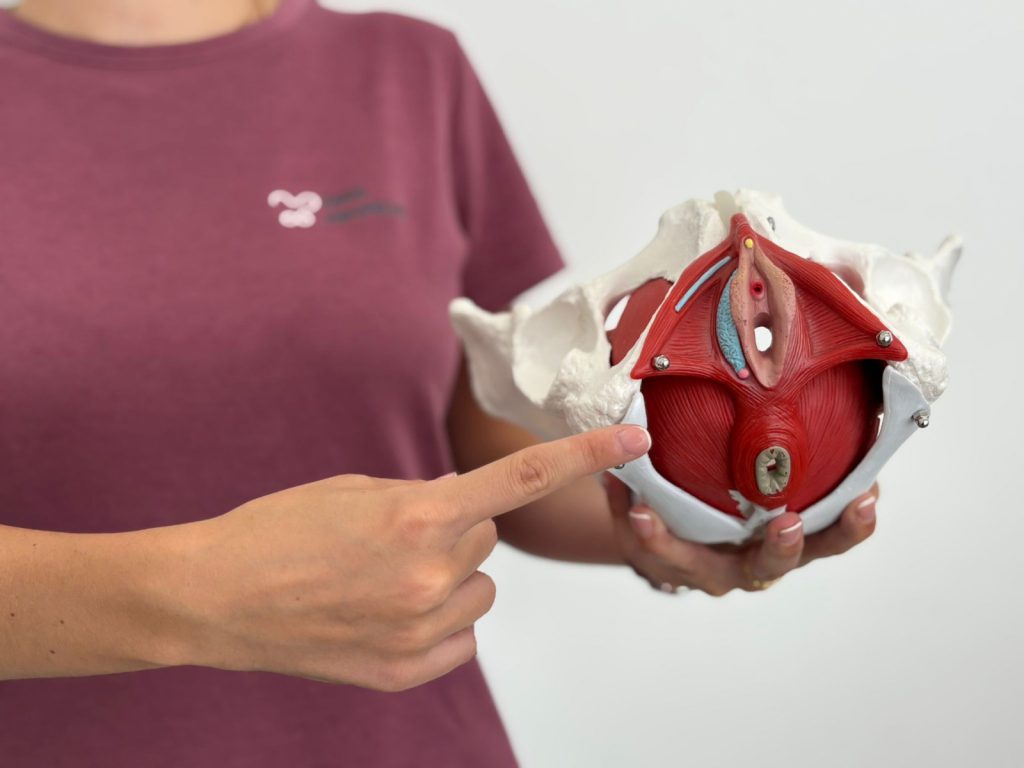 Fisioterapeuta explicando la anatomía del suelo pélvico con un modelo de pelvis